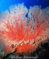 F-A-N-tastic coral from Sipadan - Olympus E-330 by Adrian Schokman 
